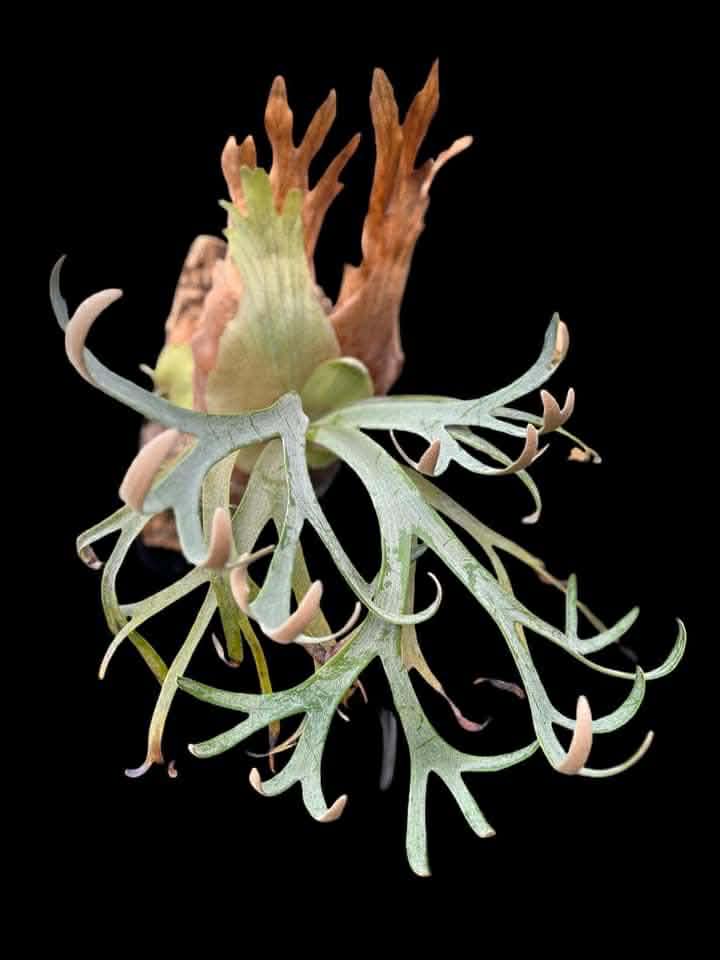 Platycerium White Wing Hybrid Spores for Sale – HCorchids