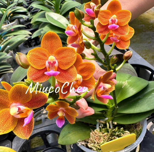 Phal. Lucky Orange