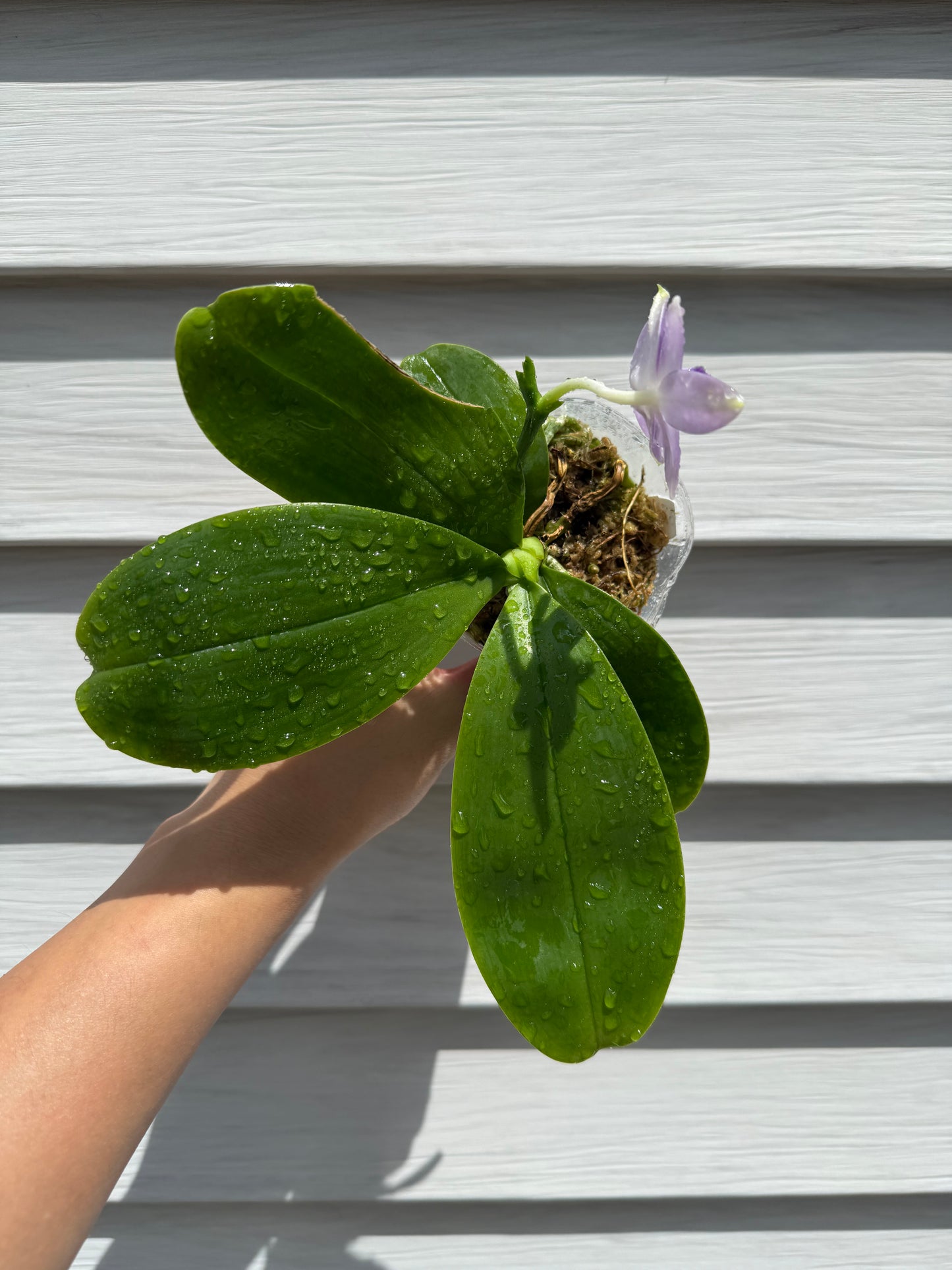 QA119-Phal. Mainshow Blue Elf x Phal. Mainshow Sapphire