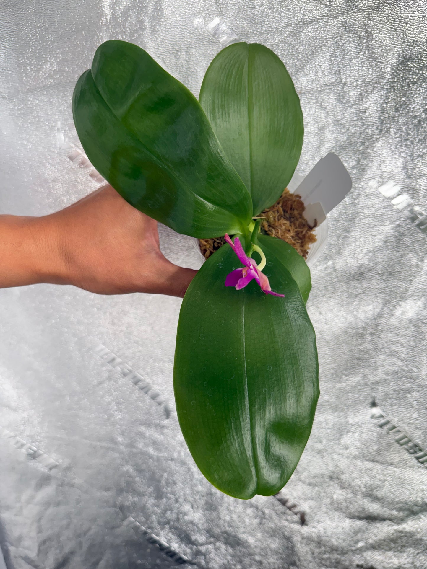 Phalaenopsis (Smiley Prince x Peter Blue Diamond)