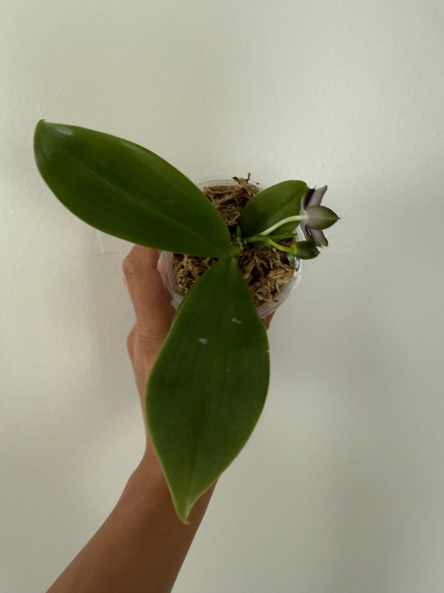 Phalaenopsis BT Black Jack