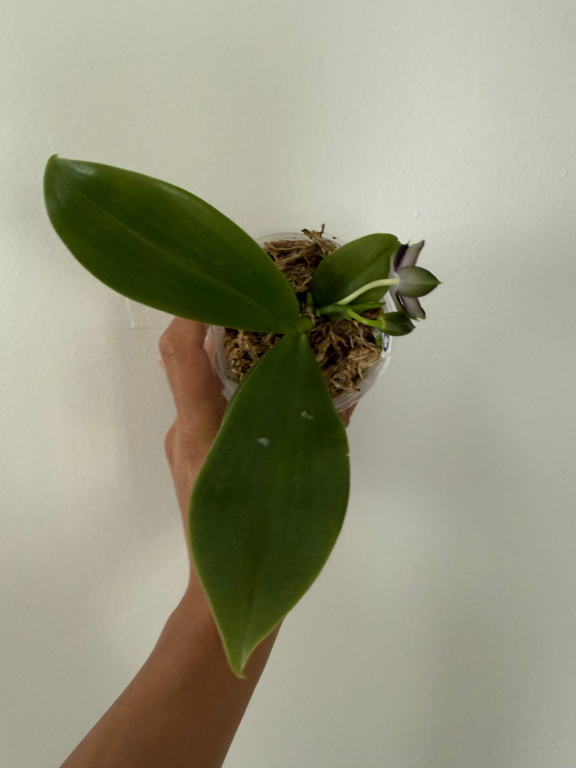 HCorchids