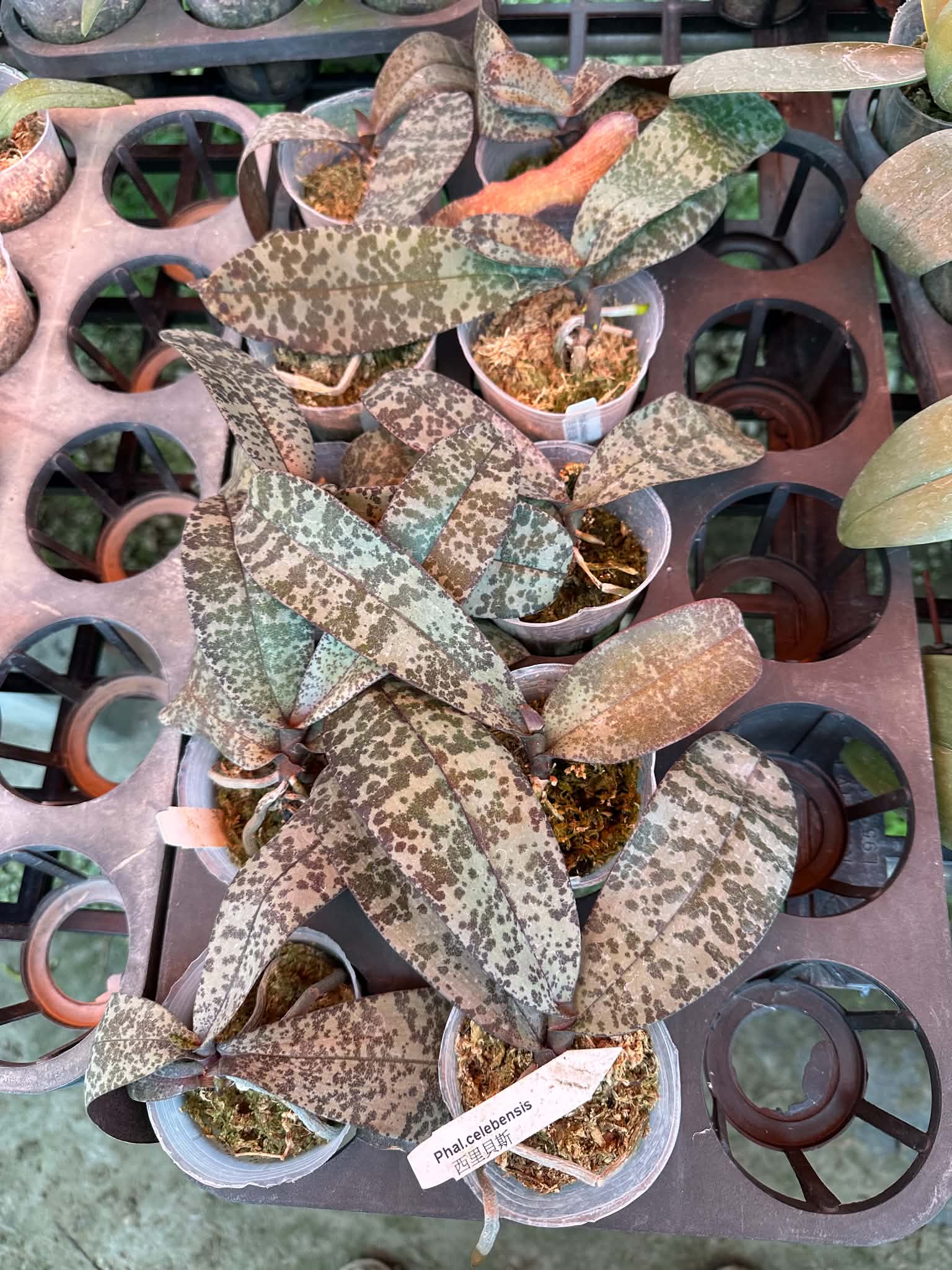 HCorchids
