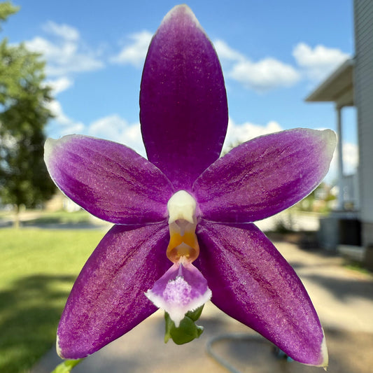 Phal. KS Blue Ludde x Mituo Blue Warrior