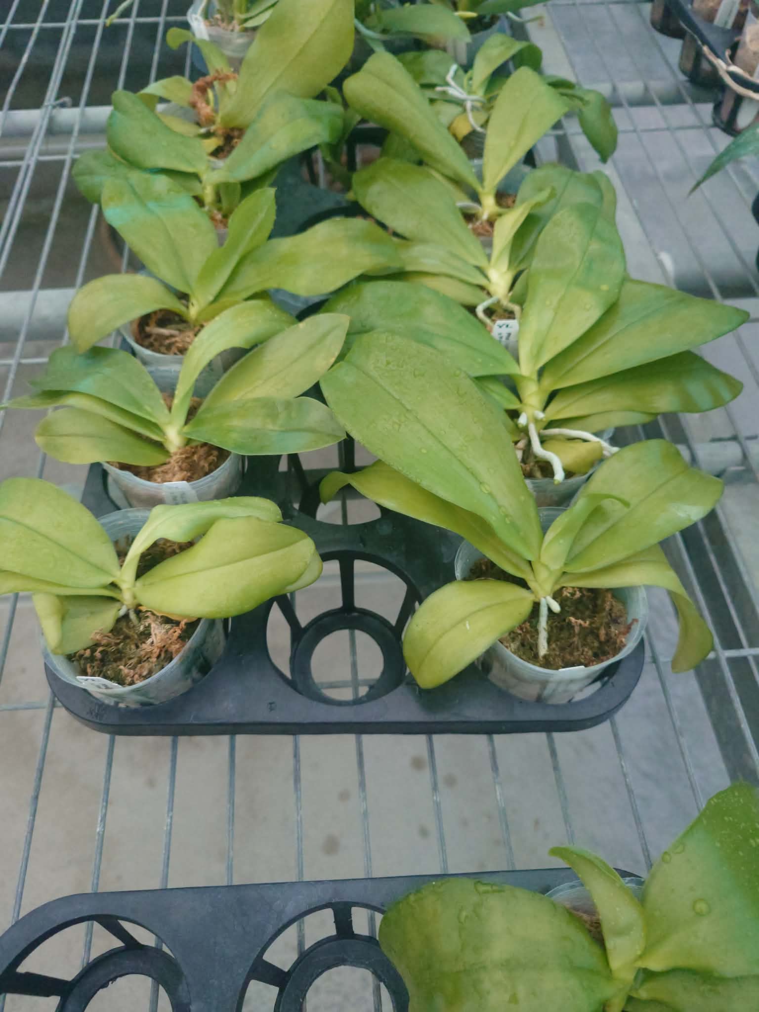 HCorchids