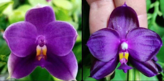 BKH2336 - Phal. (Penang Jewel X (Yaphon Super Jaguar x Samera)) ‘BK’ x Phal. (Yaphon Super Jaguar X (Yaphon Super Jaguar X Samera)) ‘5.8cm’