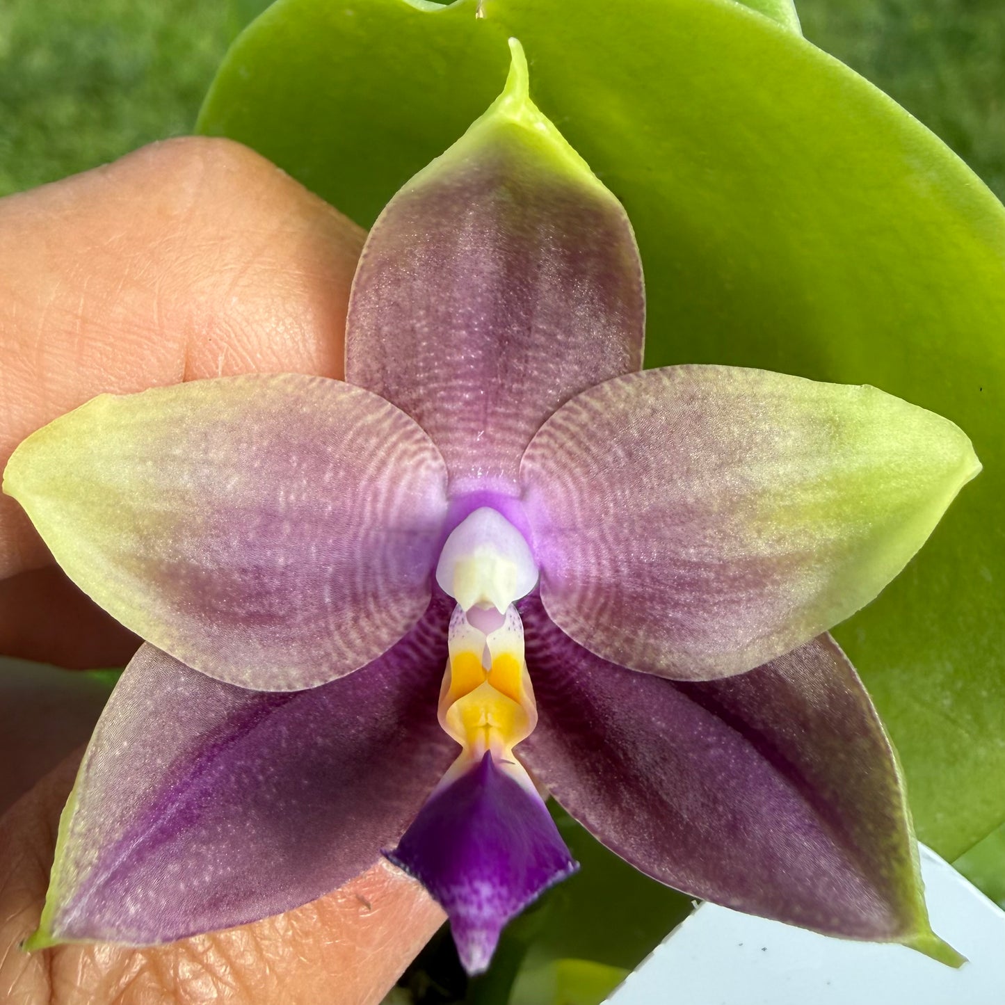 Phalaenopsis Freya’s Blue Hawaii