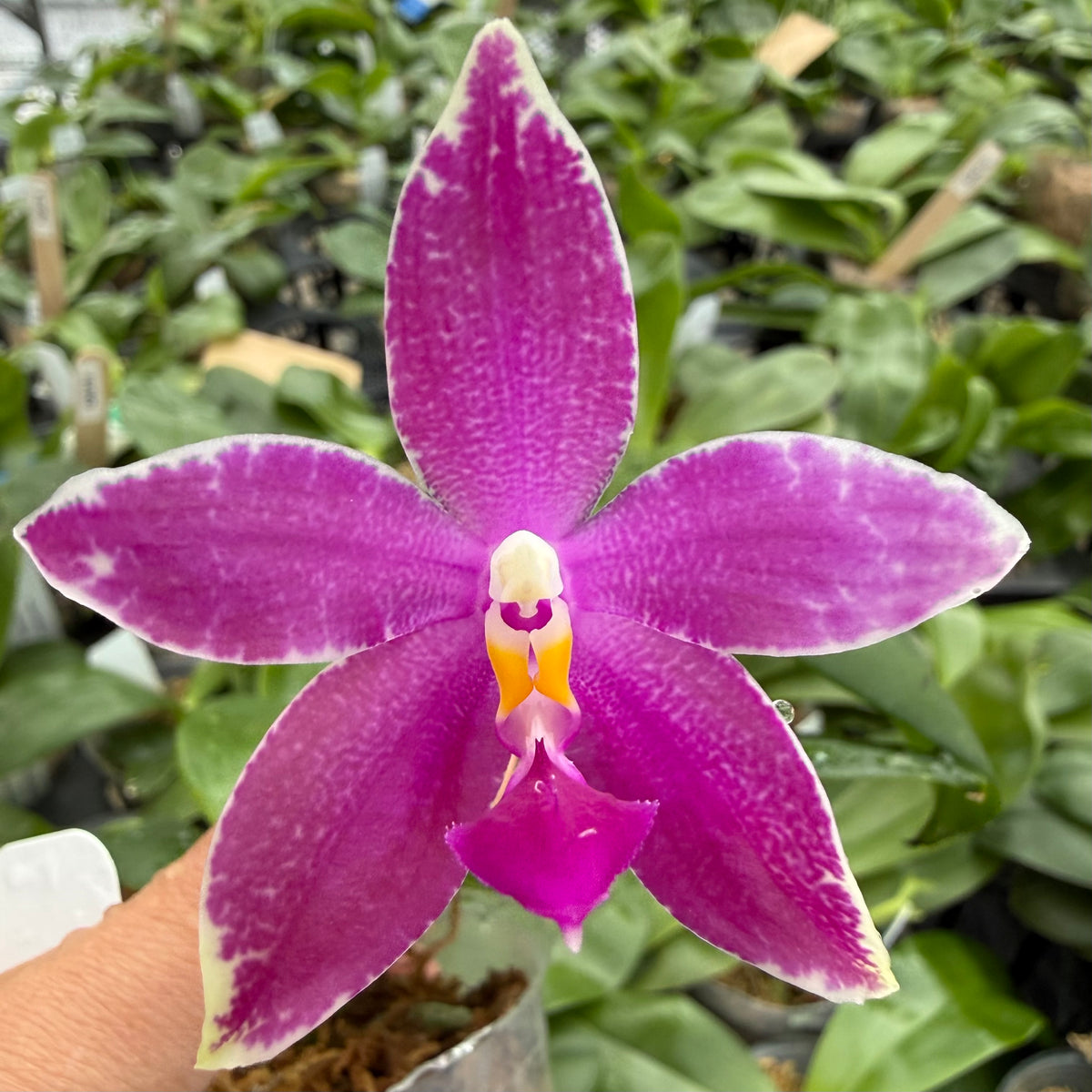 Phalaenopsis (Vinh Long Red Sun x Yaphon Blue Jewel)