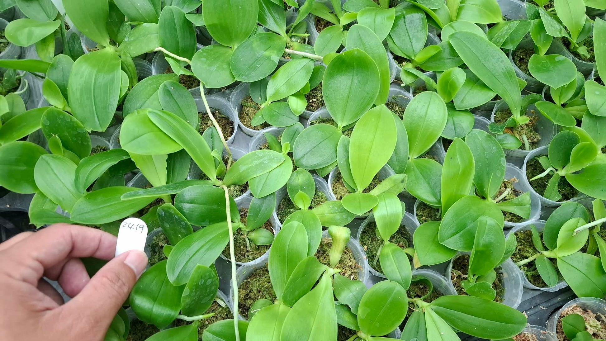 HCorchids
