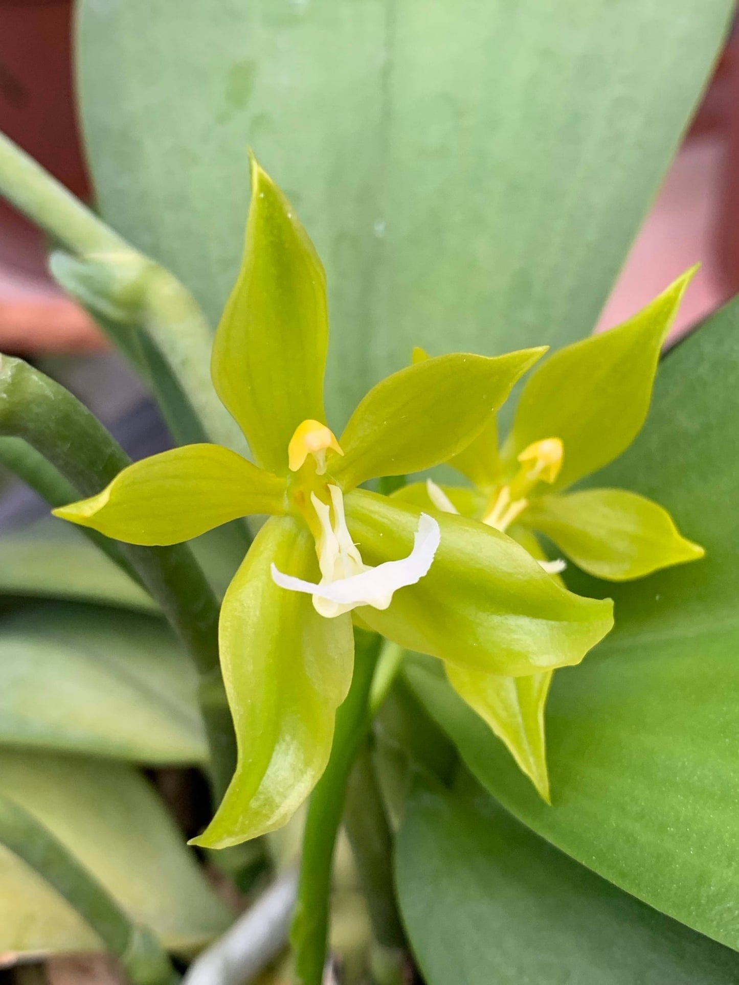 Phal. pantherina alba "YL"