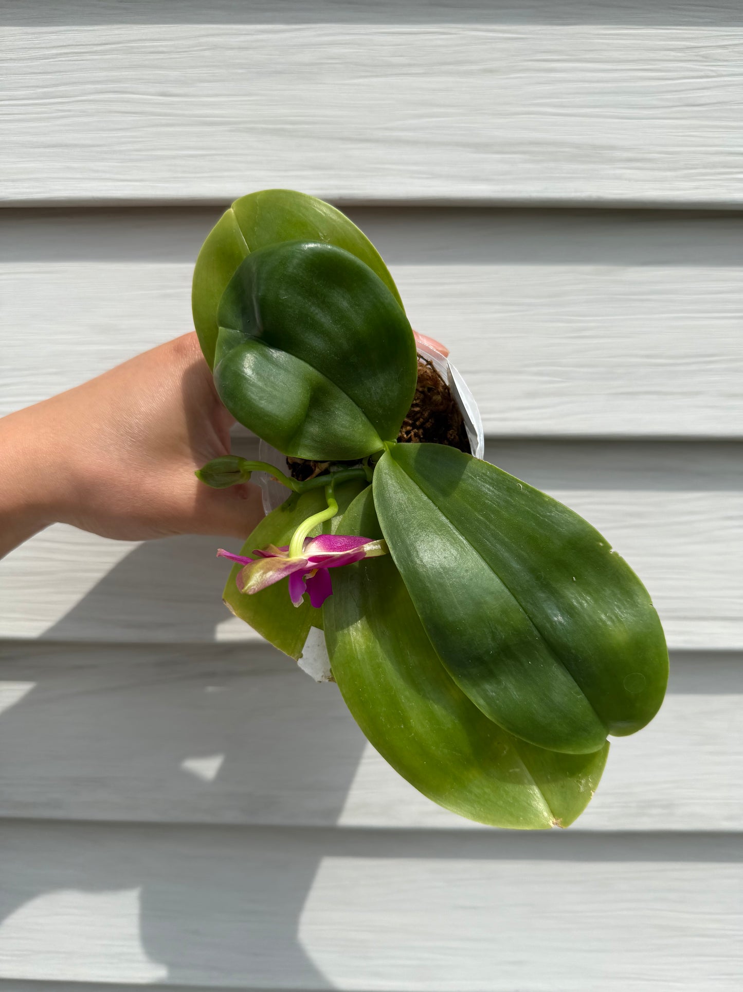 BKH2214 - Phal. (Yaphon Super Jaguar x ZM Etching) X Phal. (Yaphon Super Jaguar X Chien Lung Red King)