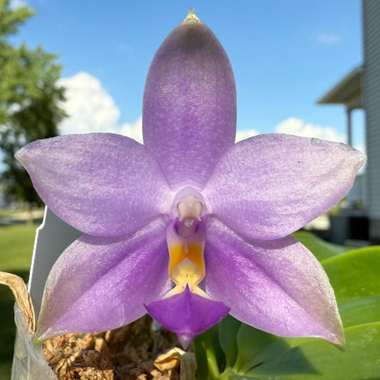 22531-Phal. Freya’s Summer Blue
