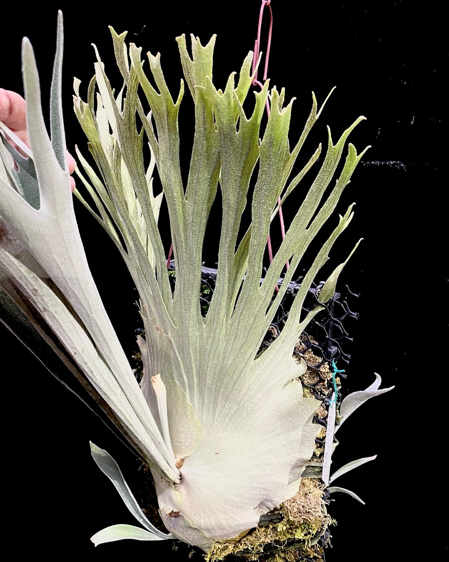 Platycerium Veitchii Wild#7 spore