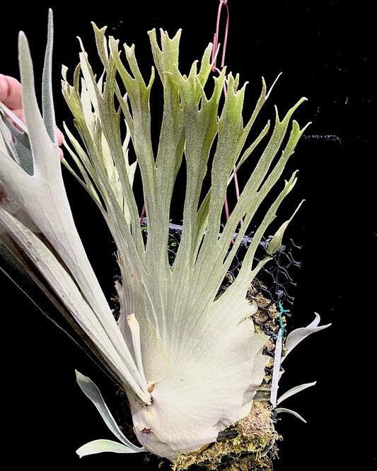 Platycerium Veitchii Wild#7 spore