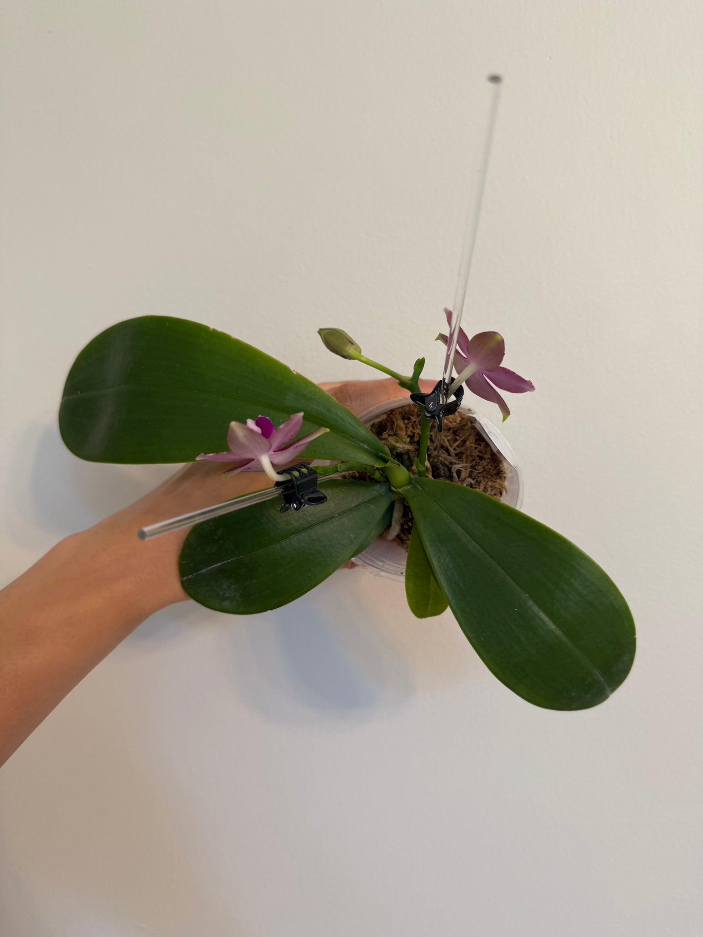 Phal. Mituo Princess x Phal. Mainshow Blue Tint