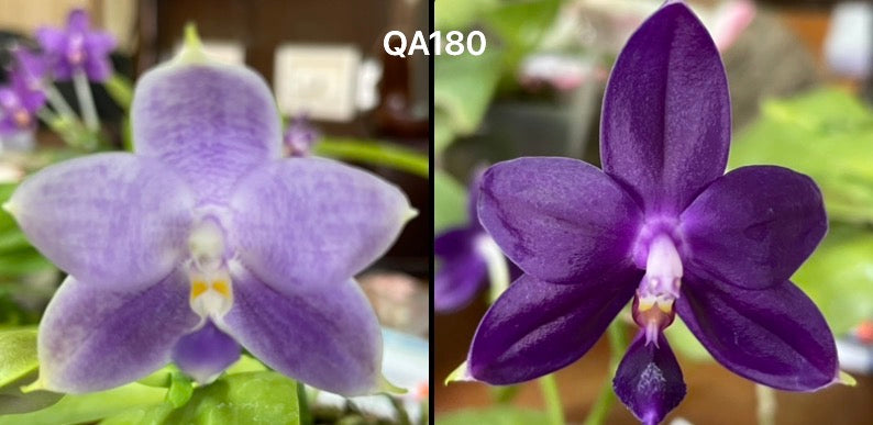 Purple Phalaenopsis orchid seedling in pot for home decor