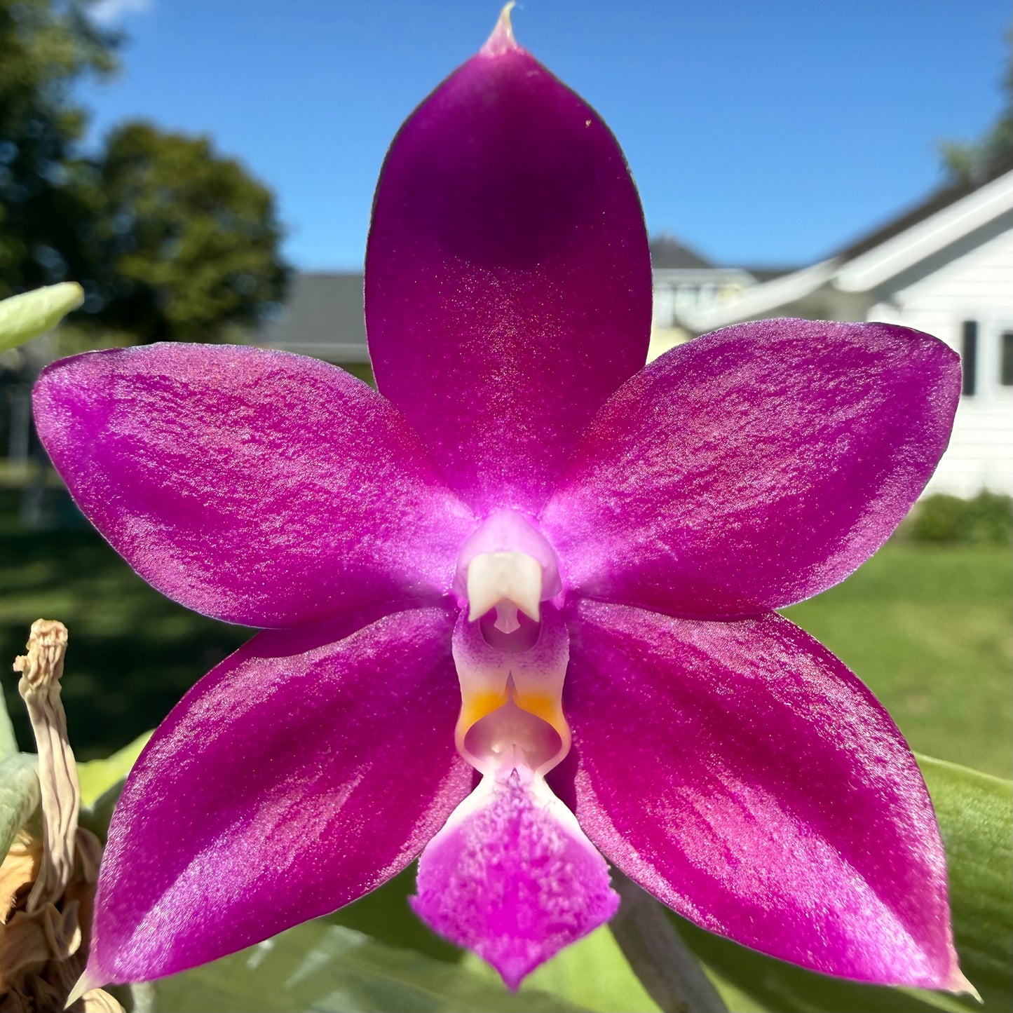 K2203 - Phal. Freya’s Blue Jennies
