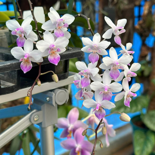 Phalaenopsis Sakura Rain - Deep Blue Phalaenopsis Orchid with cascading white and purple blooms in a greenhouse setting. Ideal for indoor plant decor.
