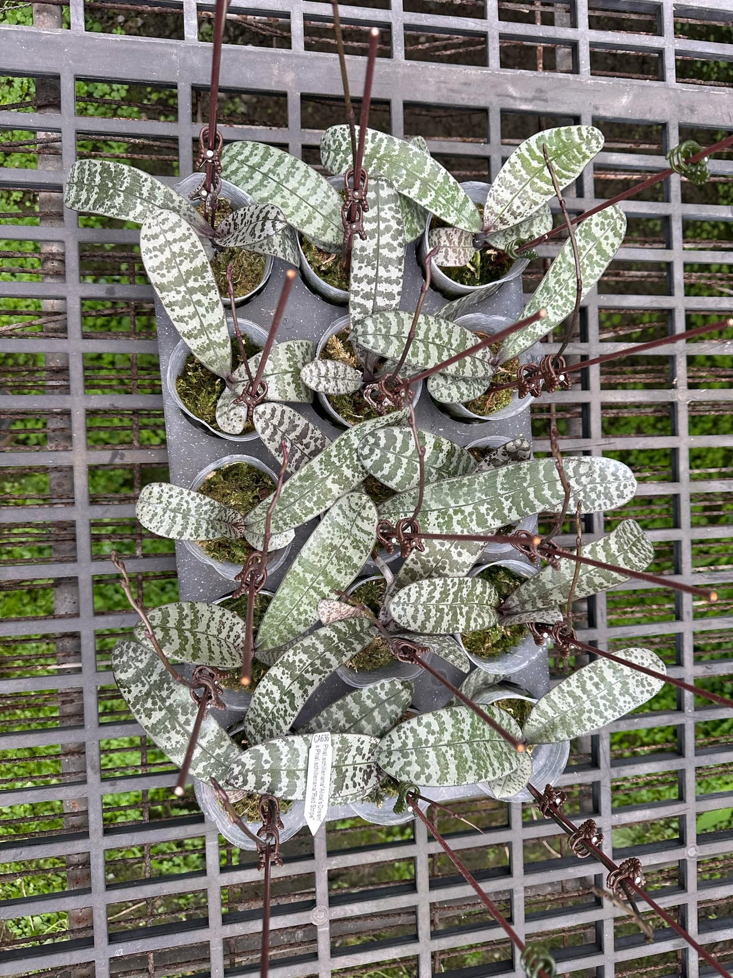 Phal. schilleriana ‘Alice’s Dream’ x Phal. schilleriana ‘Red Veined’ orchids with silvery, mottled leaves in 2.5-inch pots. Unique novelty Phalaenopsis variety for collectors.