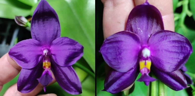 Purple Phalaenopsis orchid seedling in 2.5 inch pot