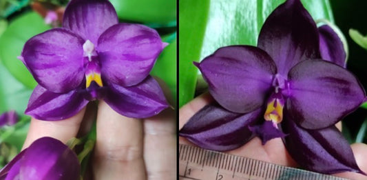 BKH2325A - Phal. (ChienLung Red King x Yaphon Super Jaguar) 'BK#4' x Phal. (Yaphon Super Jaguar X (Yaphon Super Jaguar X Samera)) 'BK#2'