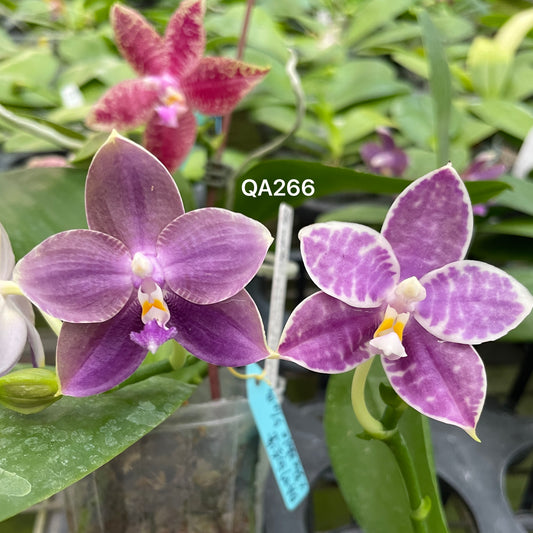 Pink and purple orchid seedling in a nursery