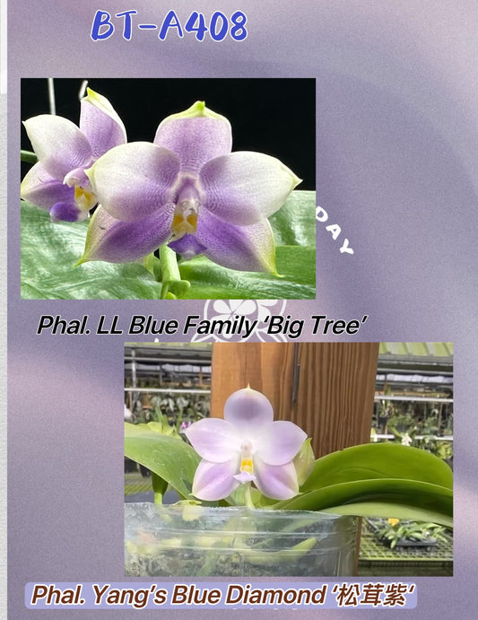 Purple Phalaenopsis orchid in 2.5 inch pot