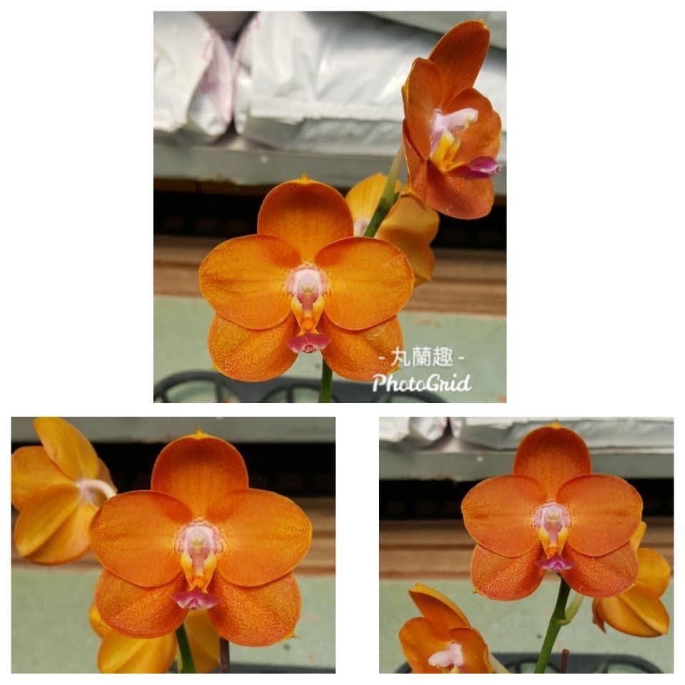 Phalaenopsis Prince Pumpkin