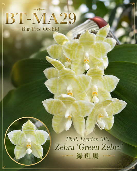 Phalaenopsis Lyndon Mix Zebra ‘Green Zebra’