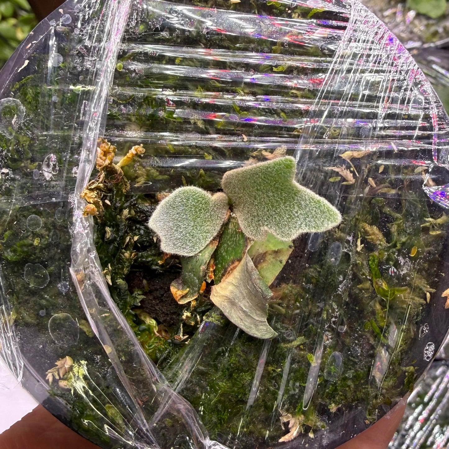 Early growth stage of Platycerium Willinckii Mew Spore ‘Dwarf Select’ on moss under plastic wrap, ideal for propagation and indoor gardening.