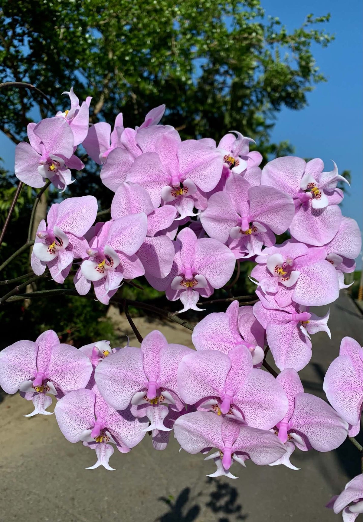 Phalaenopsis schilleriana ‘Strawberry’