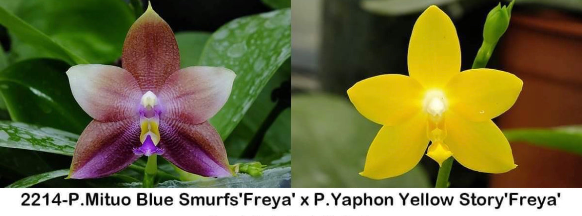 Phal. Mituo Blue Smurfs'Freya' x P. Yaphon Yellow Story'Freya'