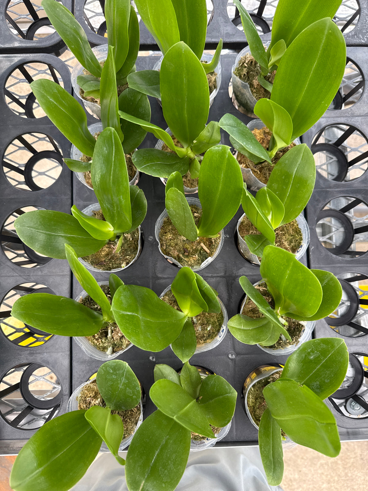 HCorchids