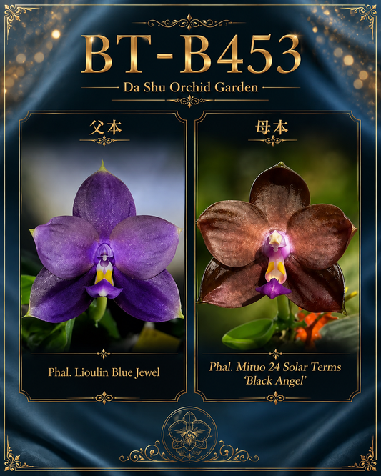 Phalaenopsis BT Black Jack