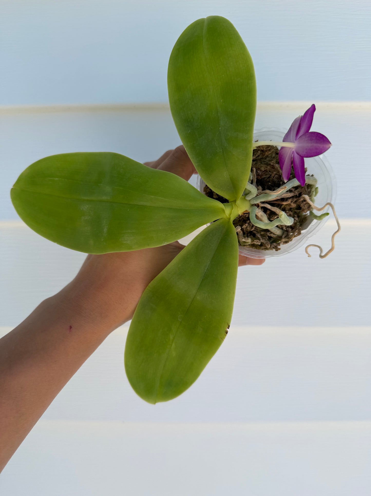 K2203 - Phal. Freya’s Blue Jennies