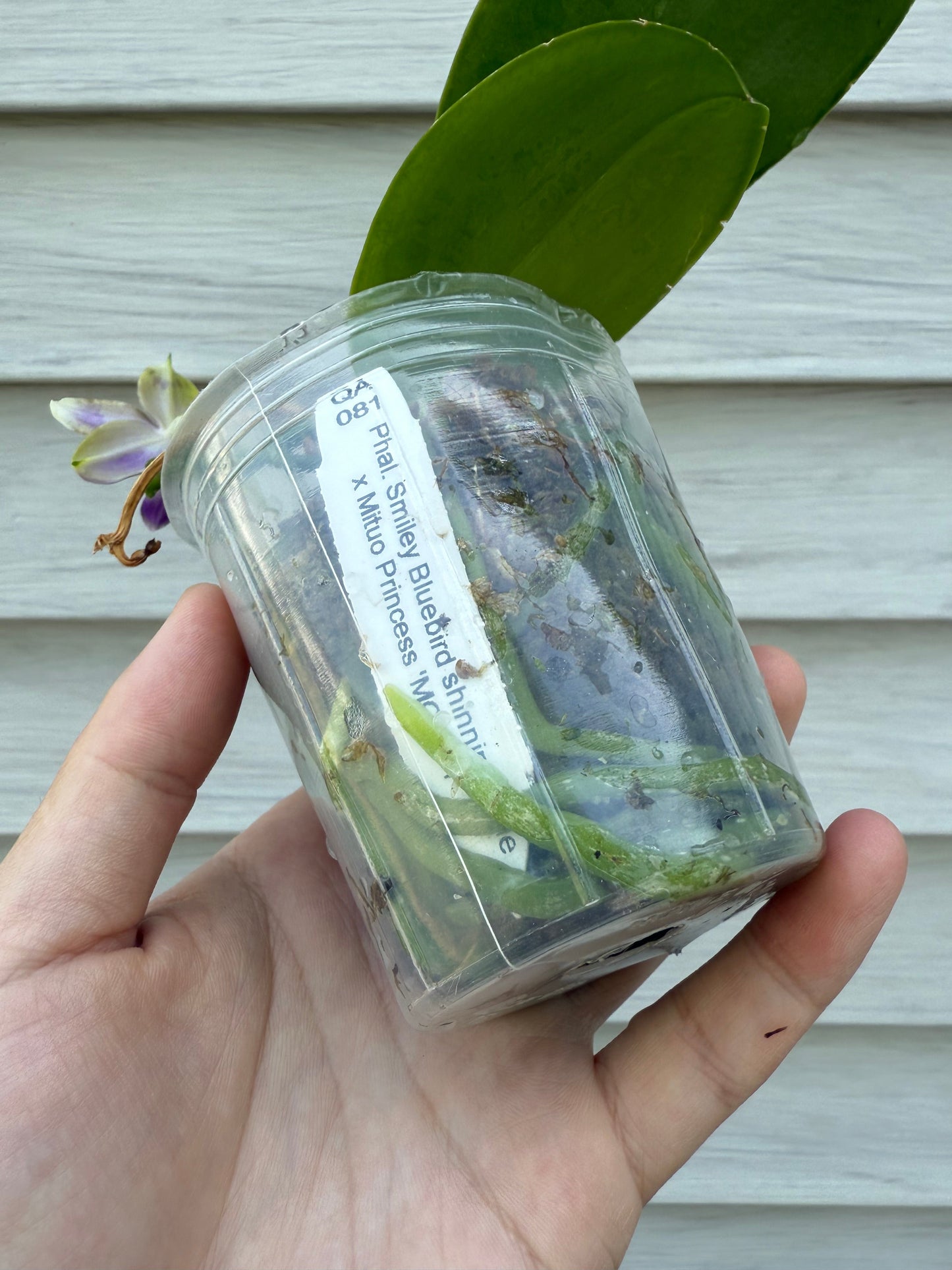 QA081-Phal. Smiley Bluebird x Phal .Mituo Princess 'Blue Jewel'