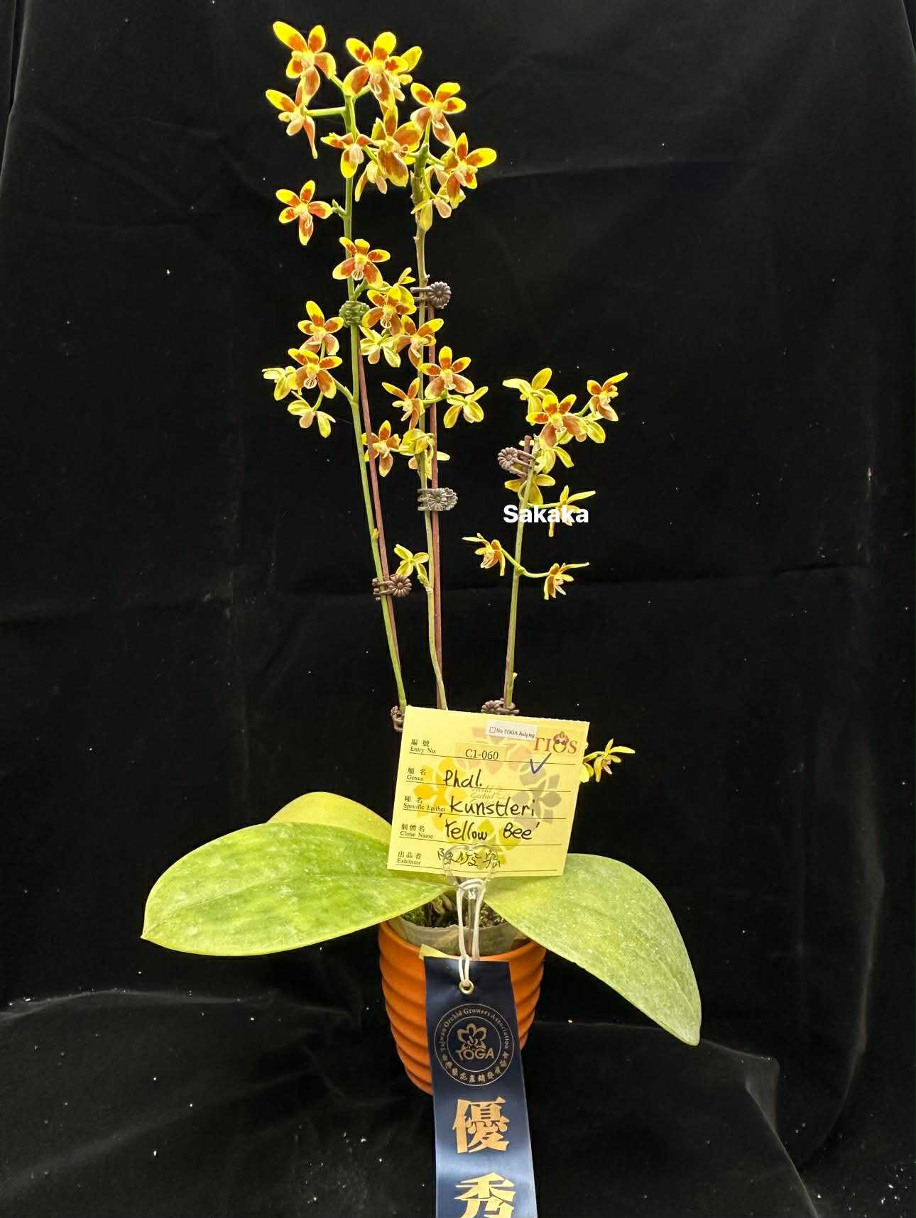 Phal. kunstleri