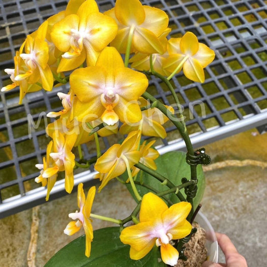 Phal. Dazzling Star