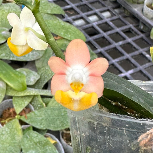 Phalaenopsis lobbii pink