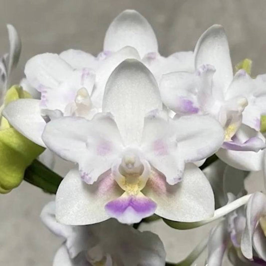 Phal. SWR Snowflake Peloric