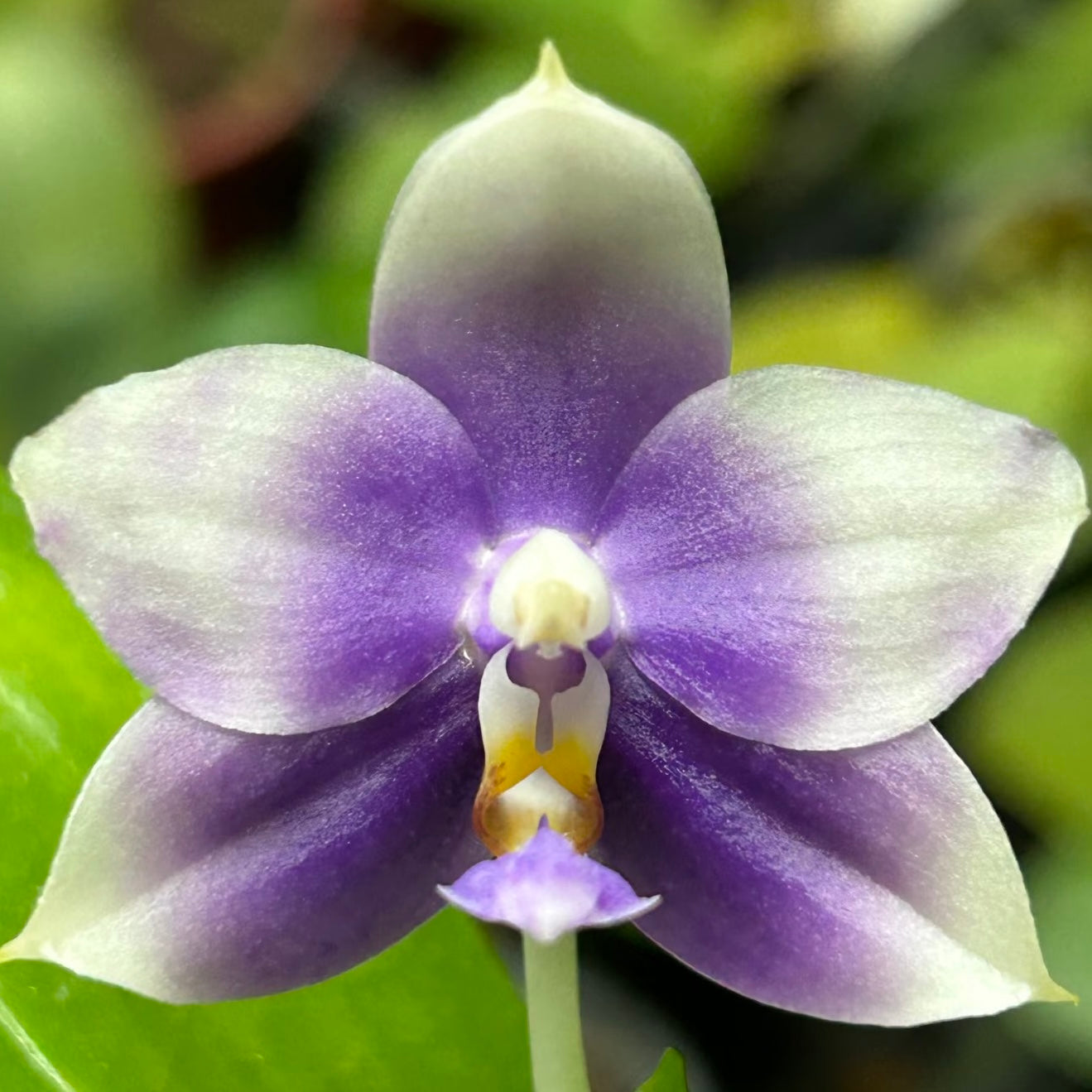 Purple and white Phalaenopsis orchid bloom