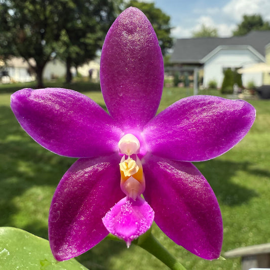 Phal. Germaine Vincent X Phal. Corning’s Violet