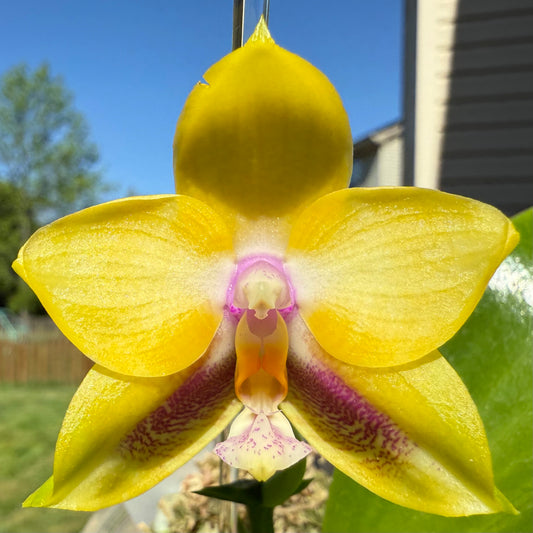 Phal. Mituo Gelb Eagle X Phal. GH King Star