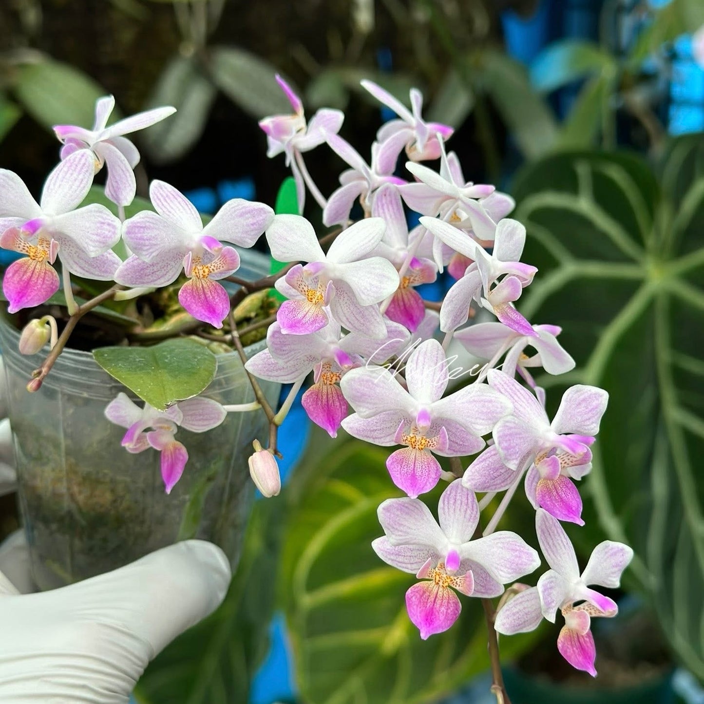 Close-up of Phalaenopsis Sakura Rain - Deep Blue Phalaenopsis Orchid in a 2.5 inch pot, showcasing vibrant pink and white novelty orchid flowers.