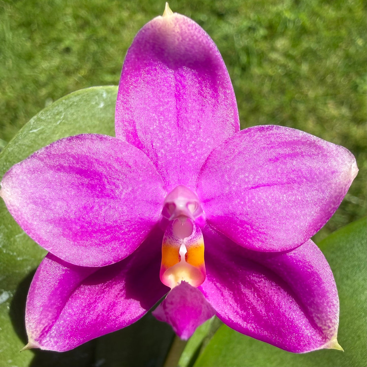 Phalaenopsis (Lucien Purple Lover x Germaine Vincent)