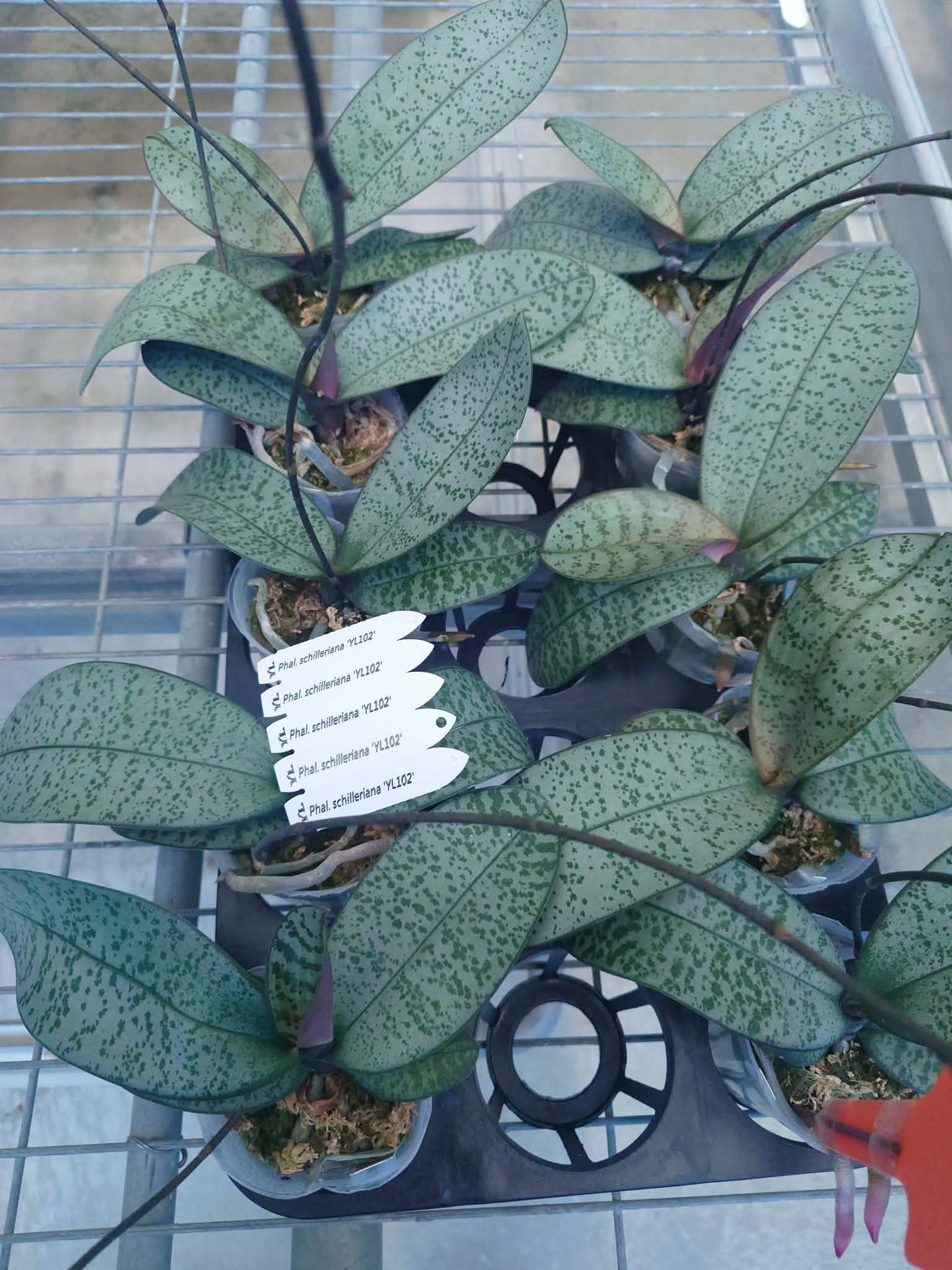 Phalaenopsis schilleriana ‘YL102’