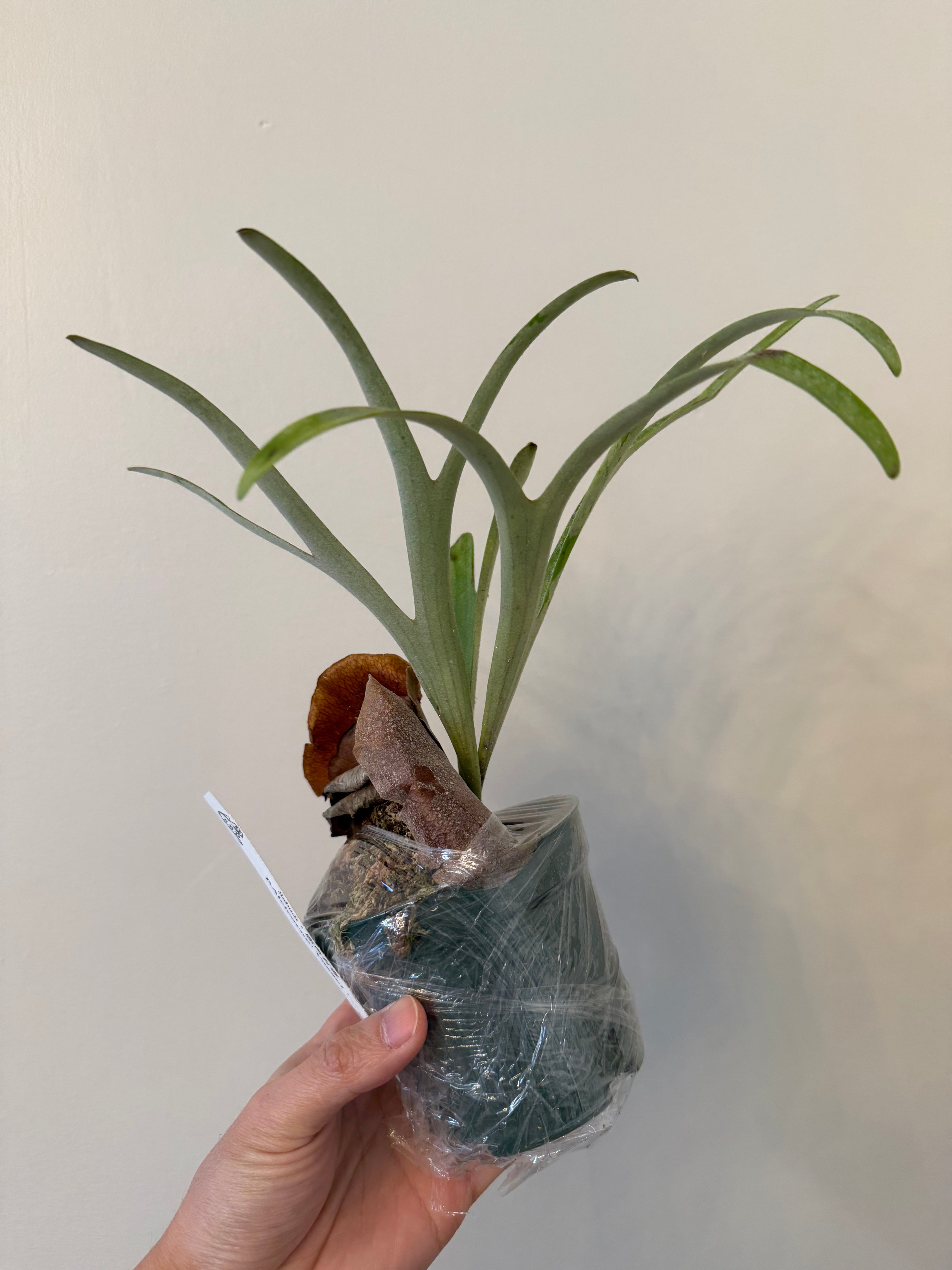 Platycerium alcicorne Plant 'Vassei'-Spore Plant | Vivid Fronds