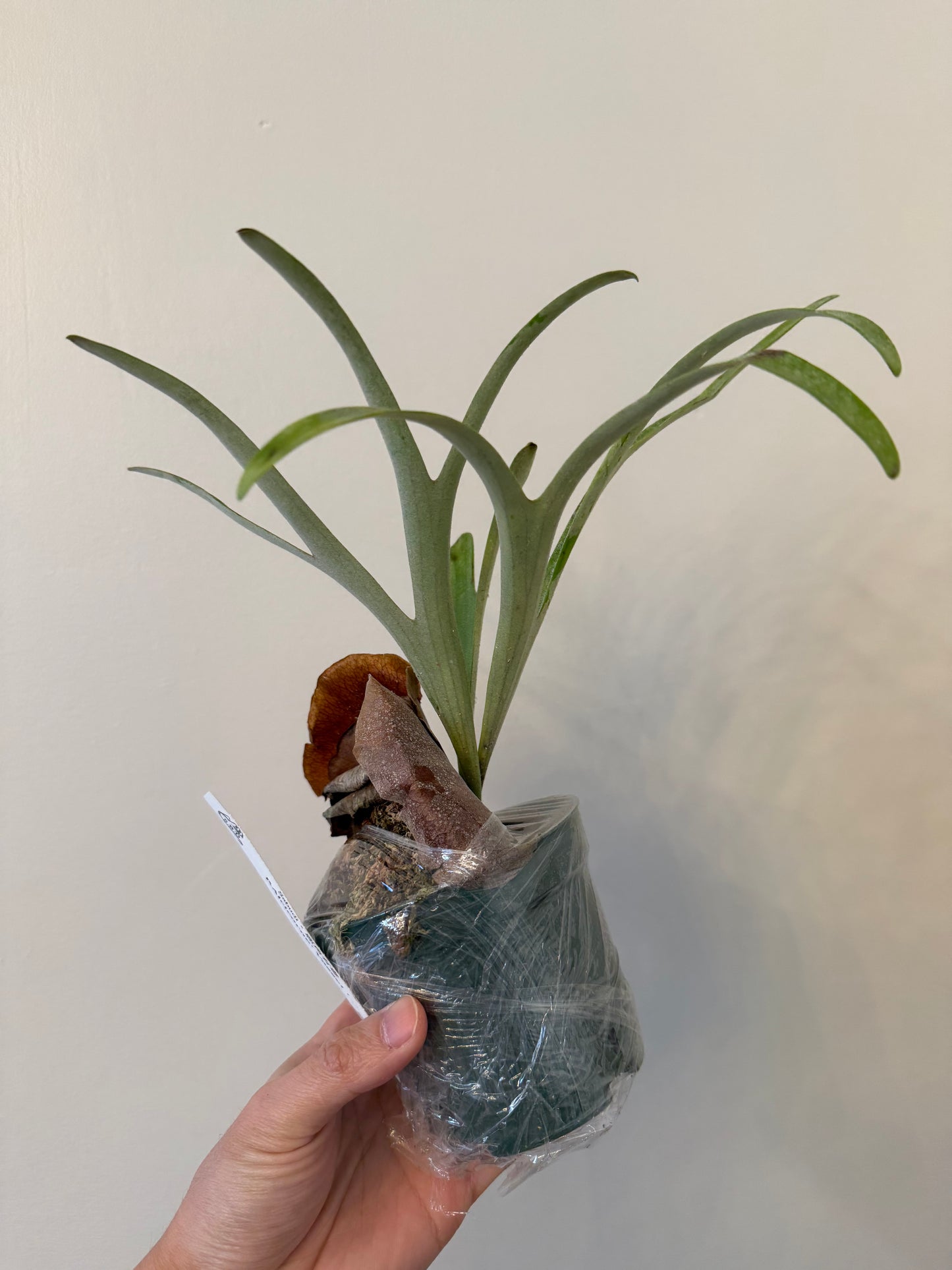 Platycerium alcicorne ‘Vassei’