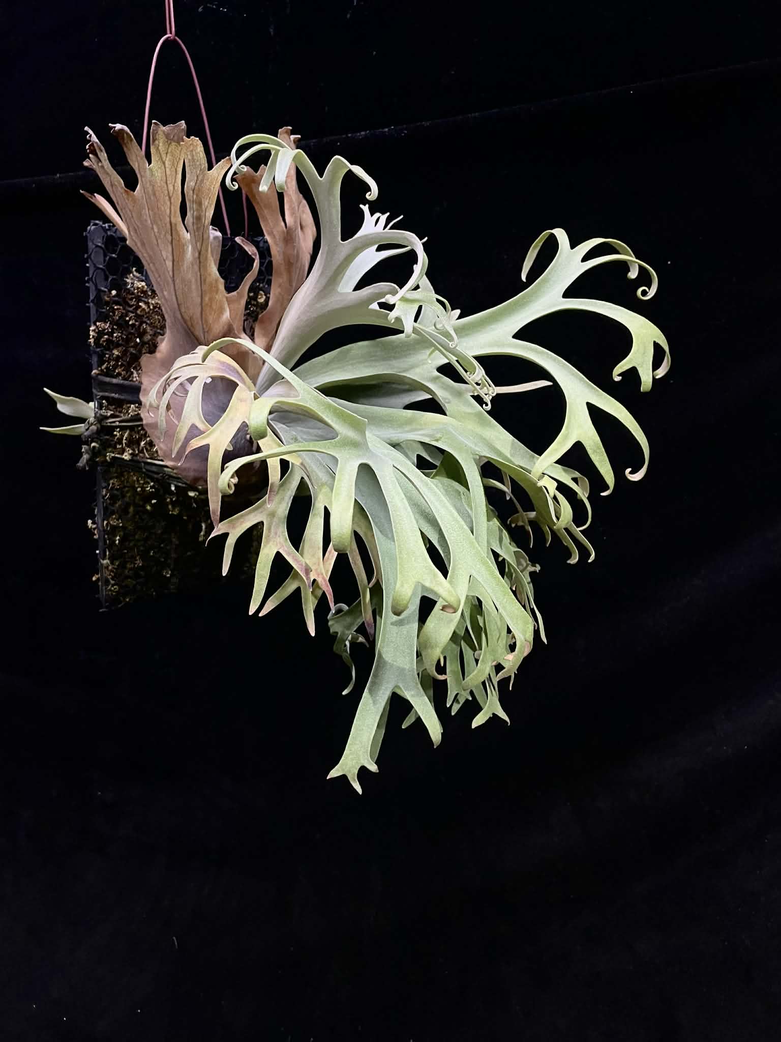 Side view of Platycerium Sa Sa Ya Willinckii spores showing lush, deeply lobed fronds perfect for indoor plant lovers.