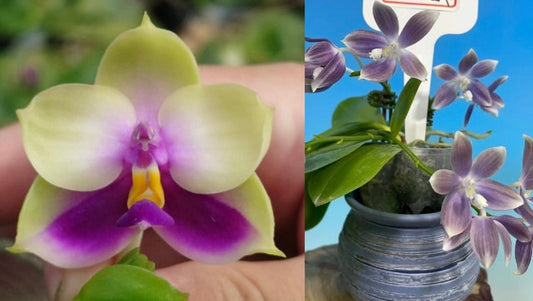 Phal. bellina coerulea x Phal. speciosa blue